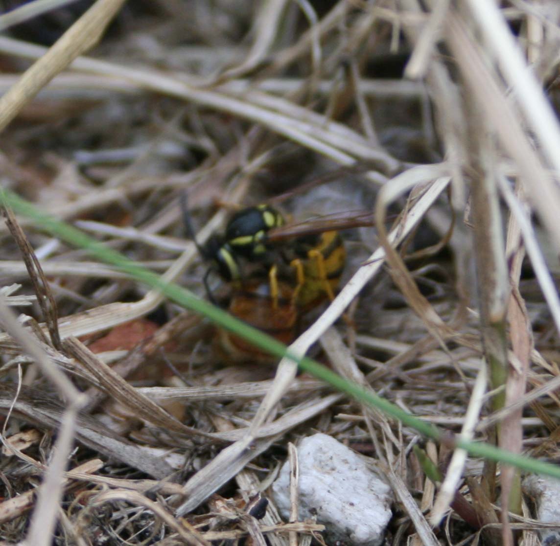 wasps-attacking-bees 156a.jpg